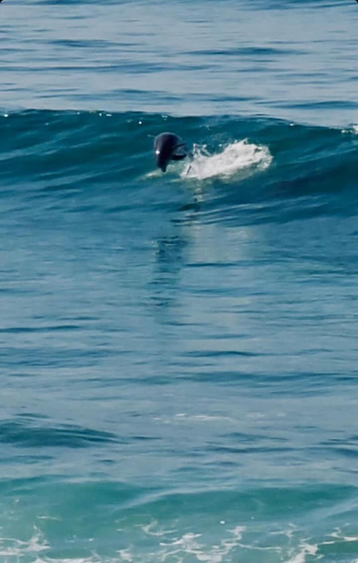 Dolphin Beach Get Away Rosarito Exterior foto